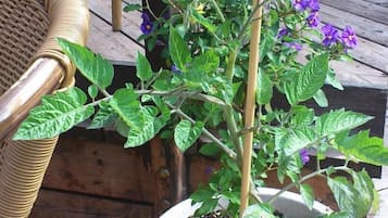 A potted plant with green leaves and purple flowers on a wooden deck.