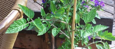 Uma planta em vaso com folhas verdes e flores roxas sobre um deck de madeira.