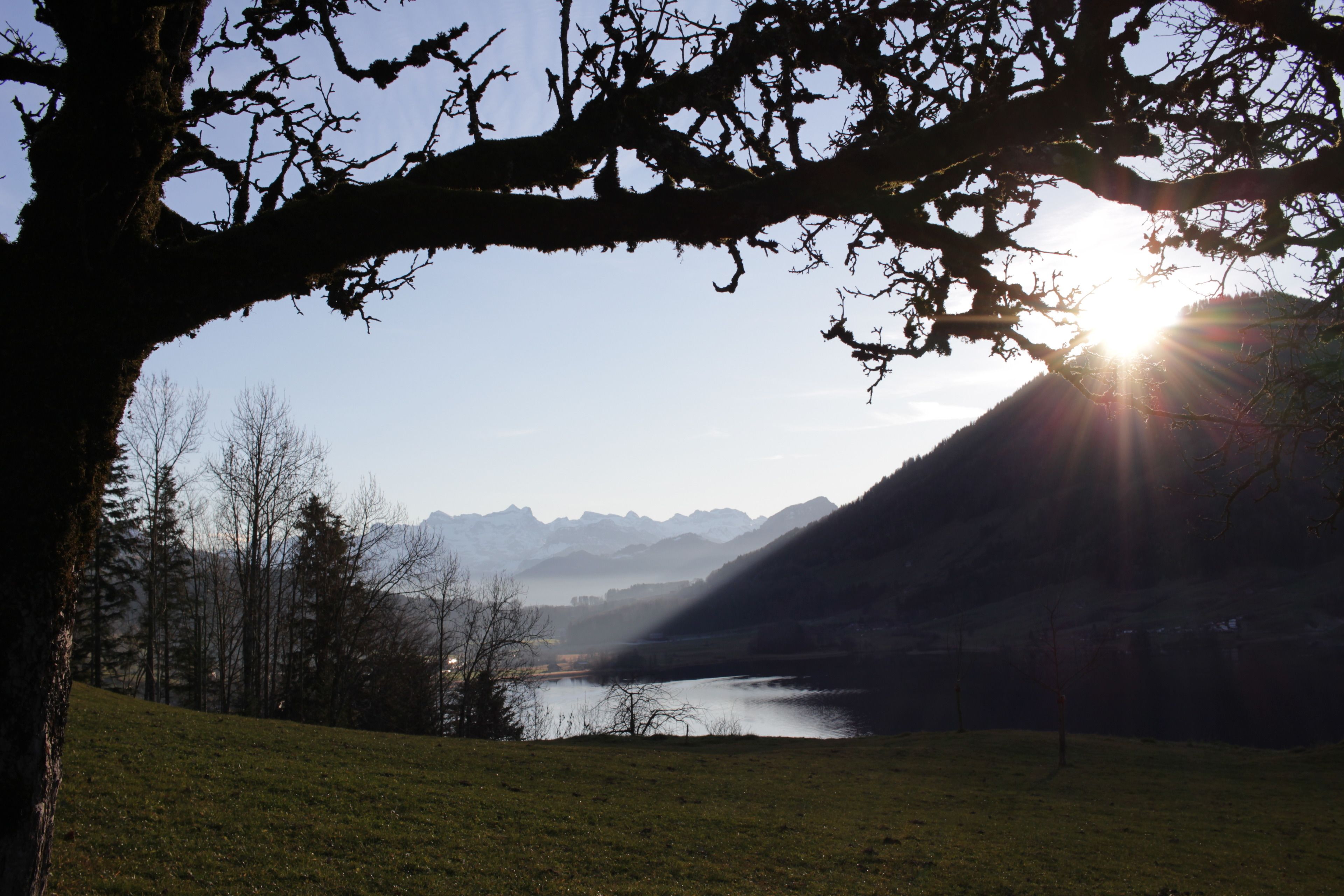 A serene landscape with a lake, mountains, and a tree with sunlight filtering through its branches.