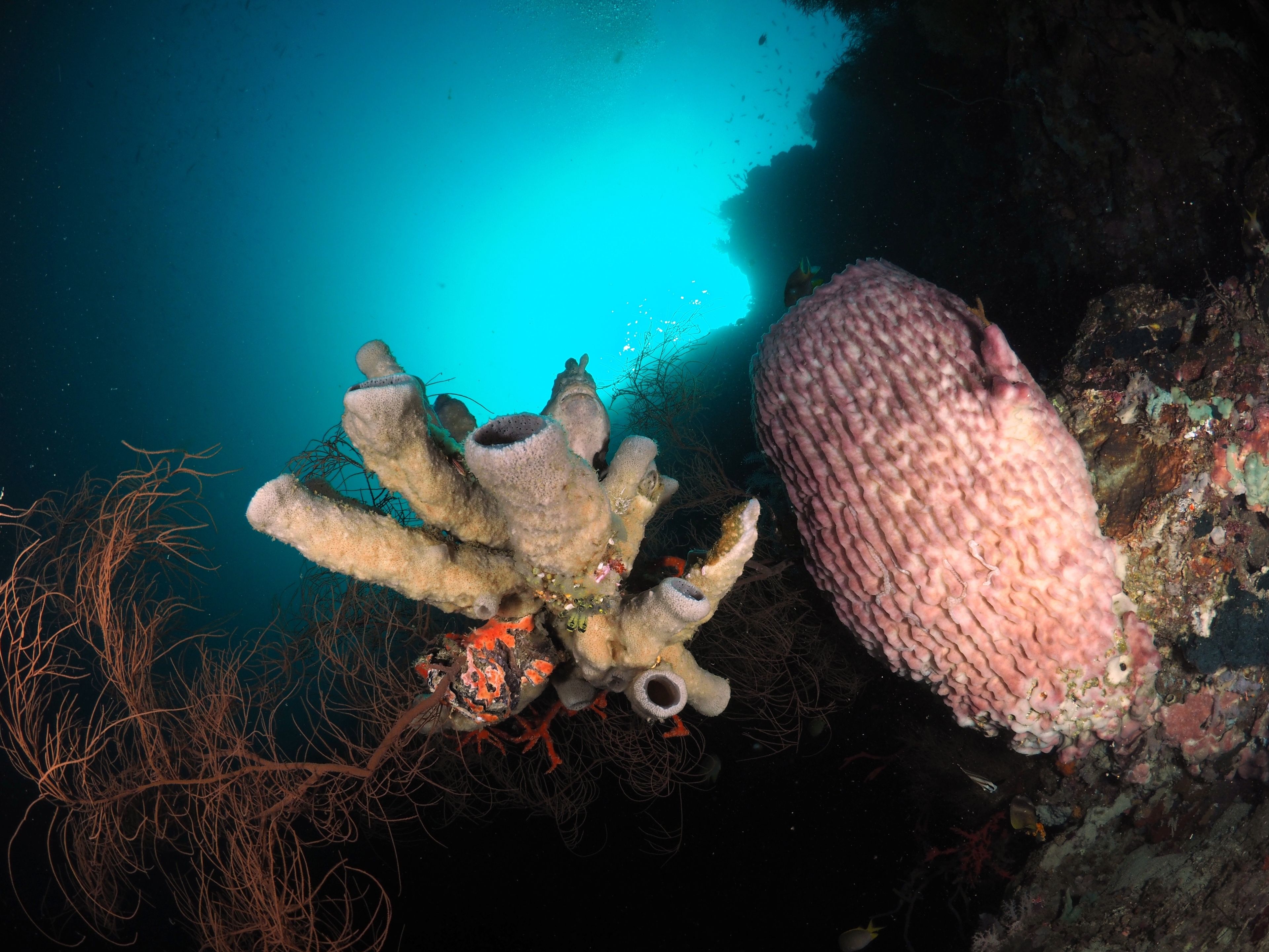 A coral reef with a large pink coral and a smaller coral structure.