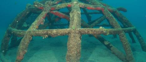 An underwater structure with a central column and multiple beams, surrounded by marine growth.