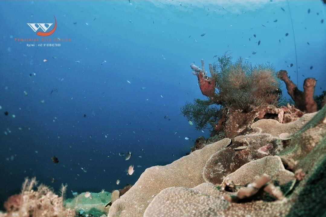 A coral reef with various fish and marine life.