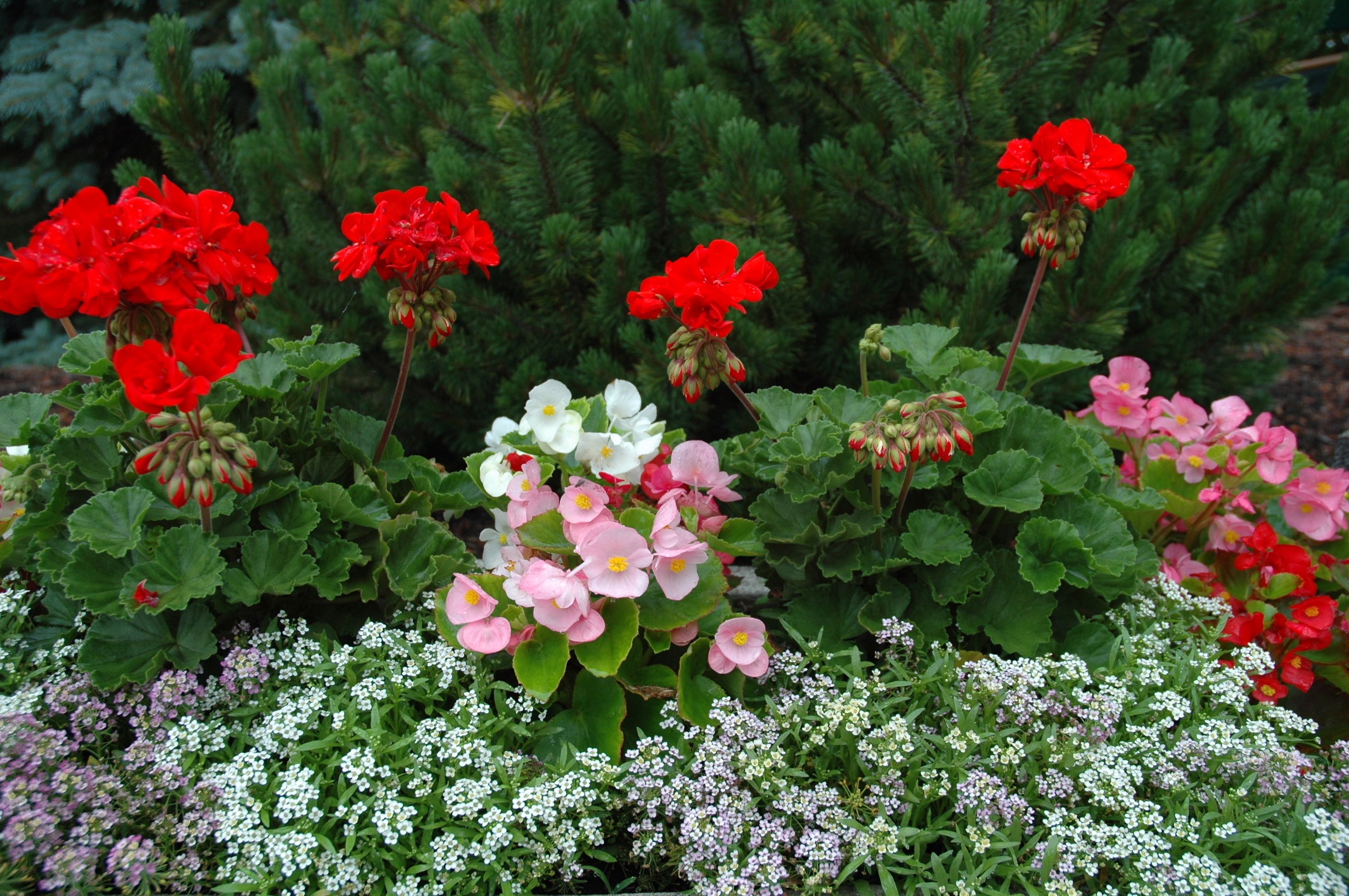 花園