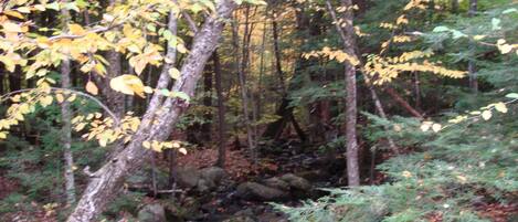 A forest stream with rocks and trees.