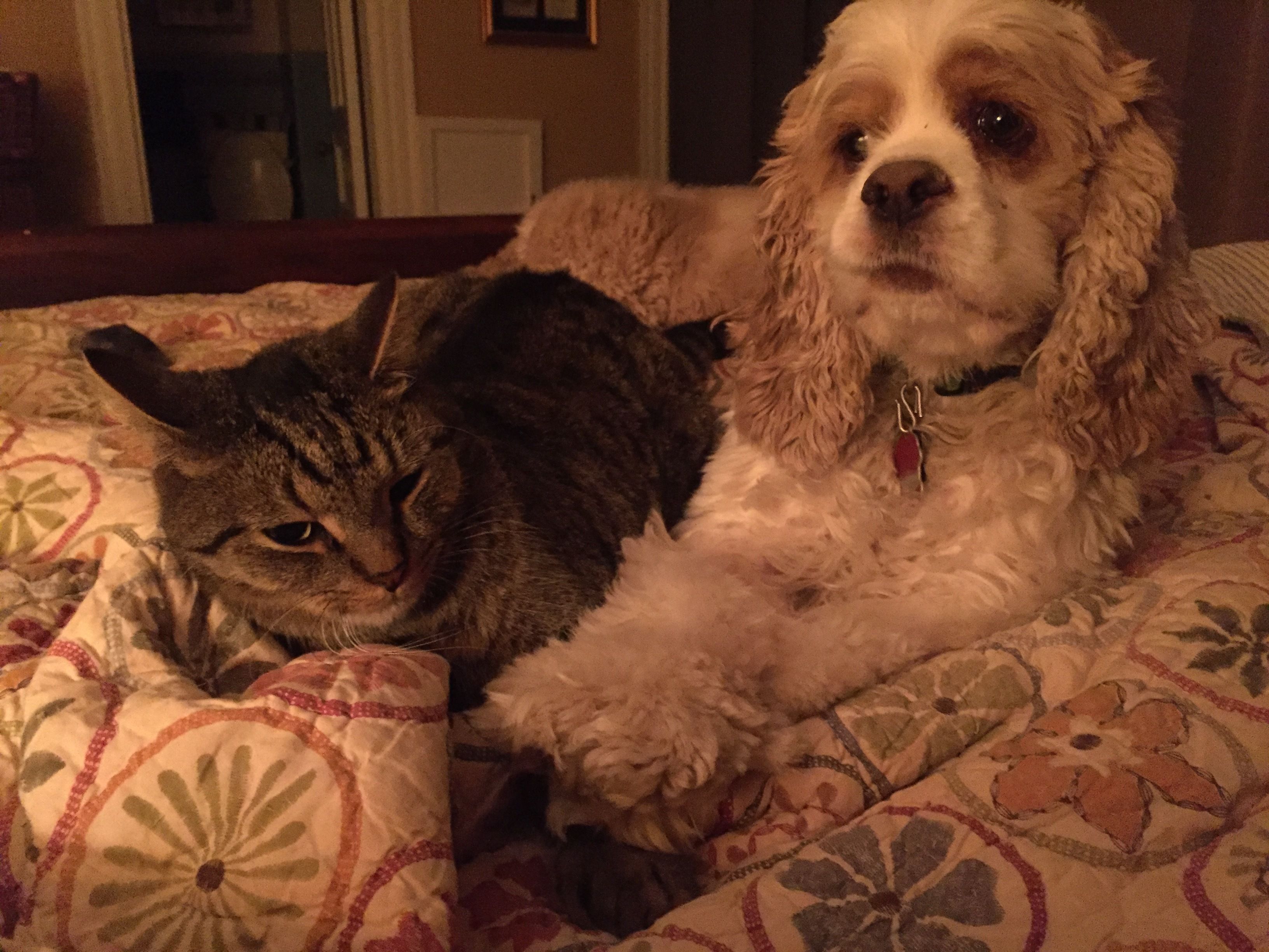 A bed with a patterned blanket and a cat and a dog lying on it.