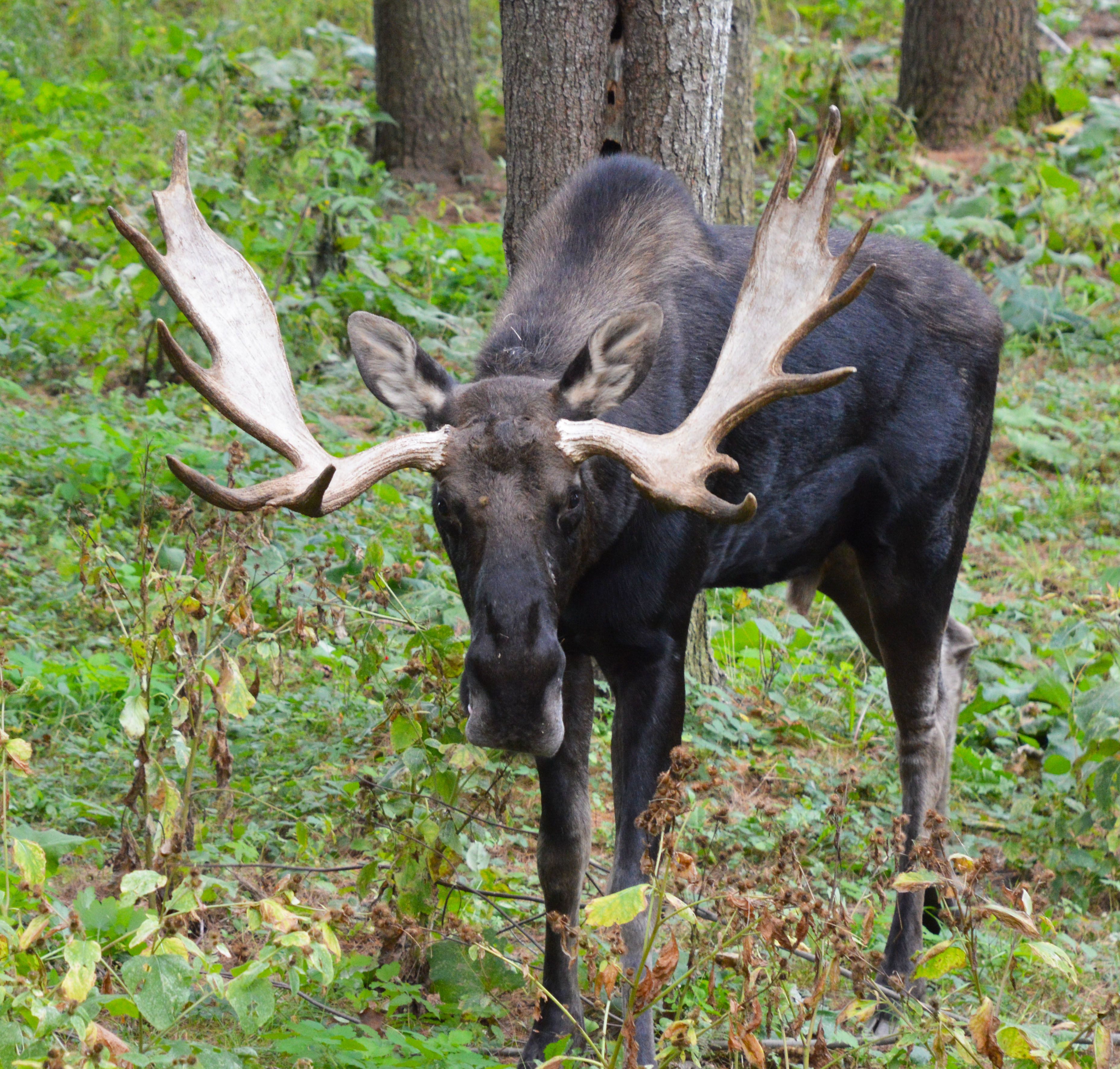 A moose in a forest with trees and underbrush.