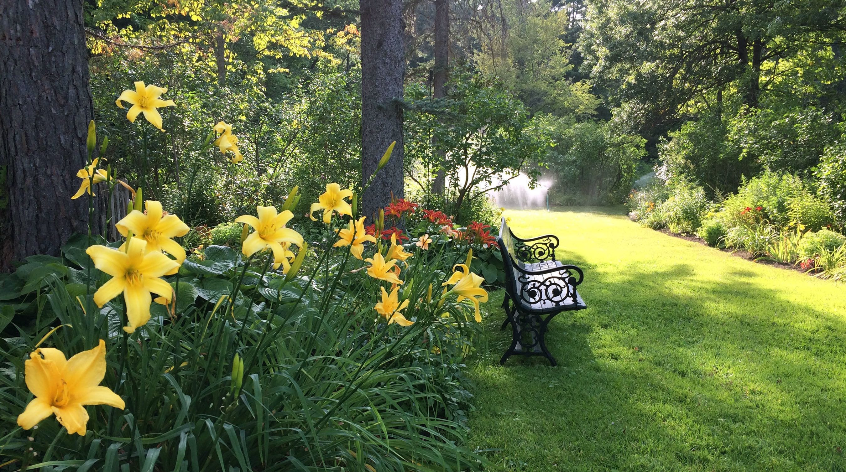 A garden with yellow flowers, a bench, and a sign.