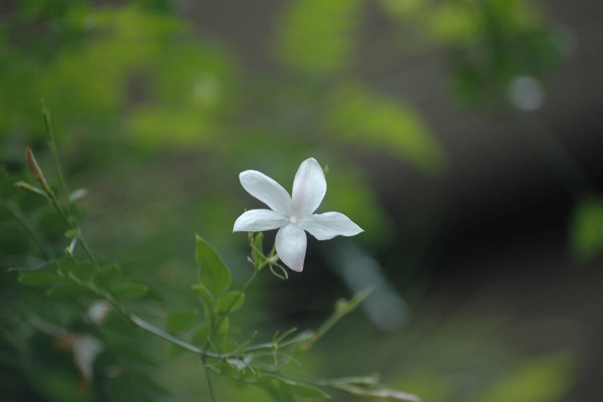 Uma flor branca solitária com cinco pétalas em um ambiente natural.