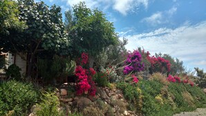 A garden with various plants and flowers, including pink bougainvillea and green shrubs.