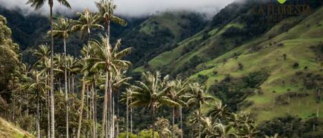 Un paisaje exuberante con altas palmeras y colinas onduladas, probablemente un entorno natural para un hotel.