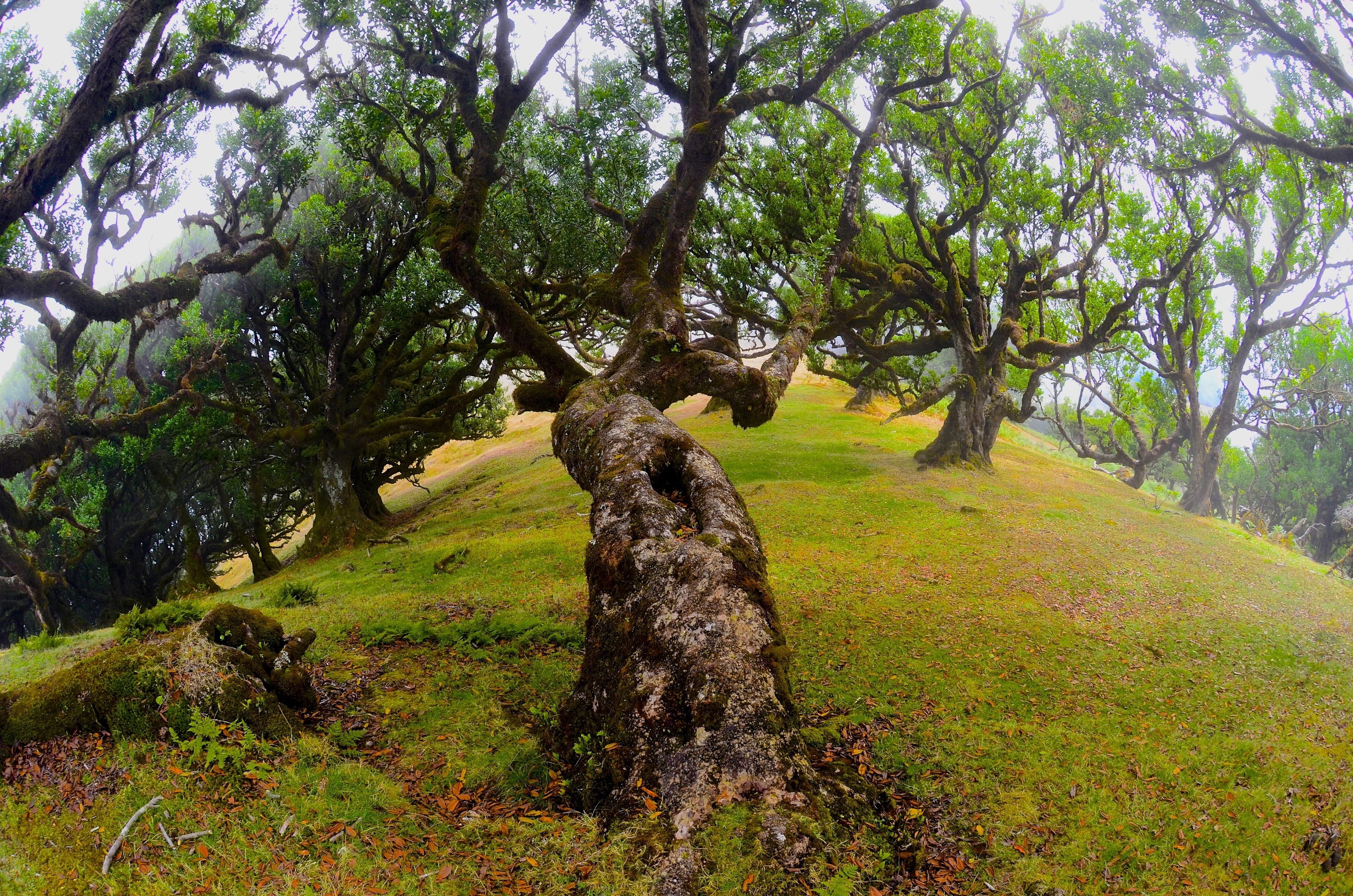 Paesaggio naturale con un albero in primo piano e una collina boscosa sullo sfondo.