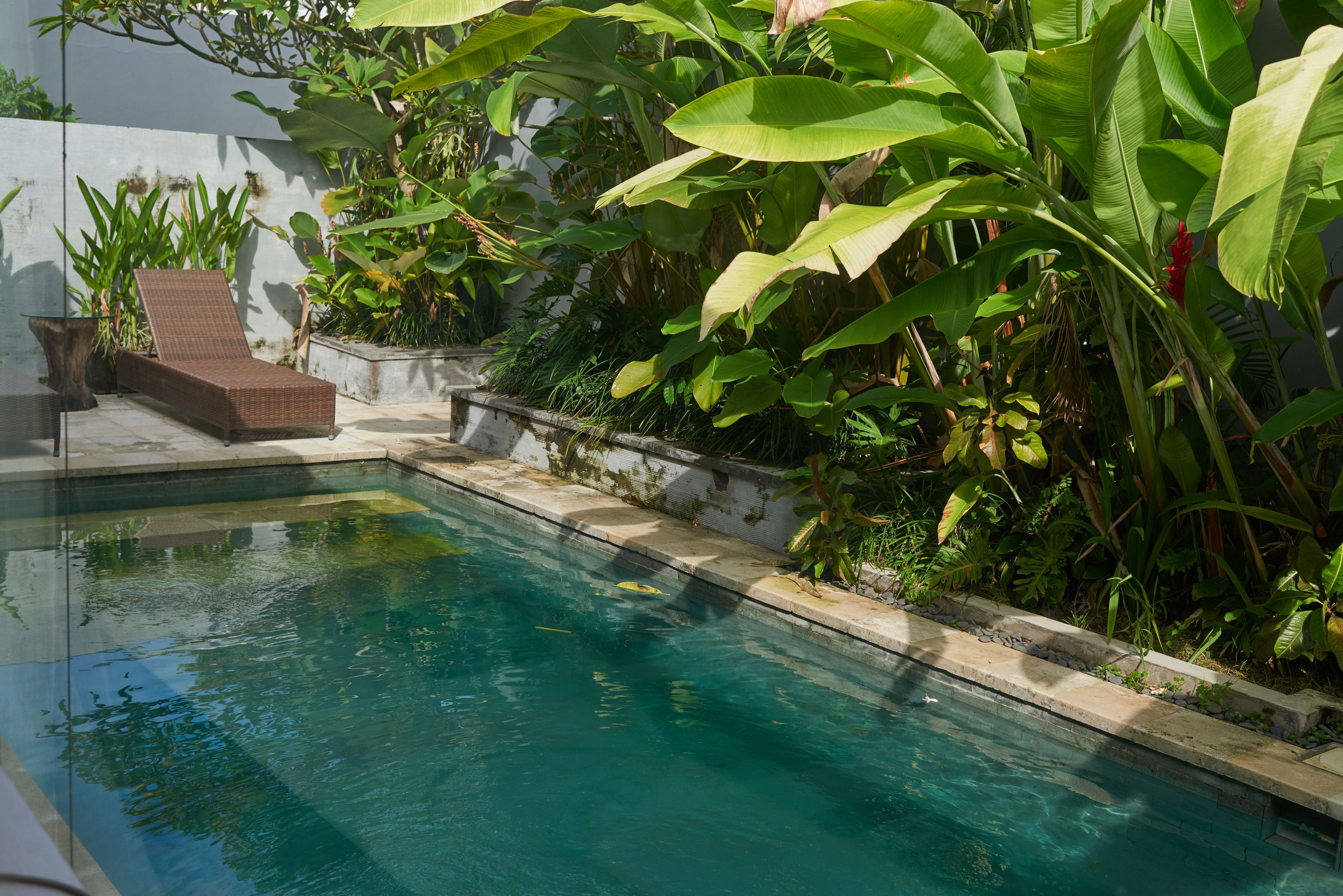 Une piscine entourée d’une végétation luxuriante et une chaise longue.