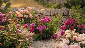 Un jardin agrémenté de diverses plantes à fleurs et de cactus, entouré d’un mur de pierre.
