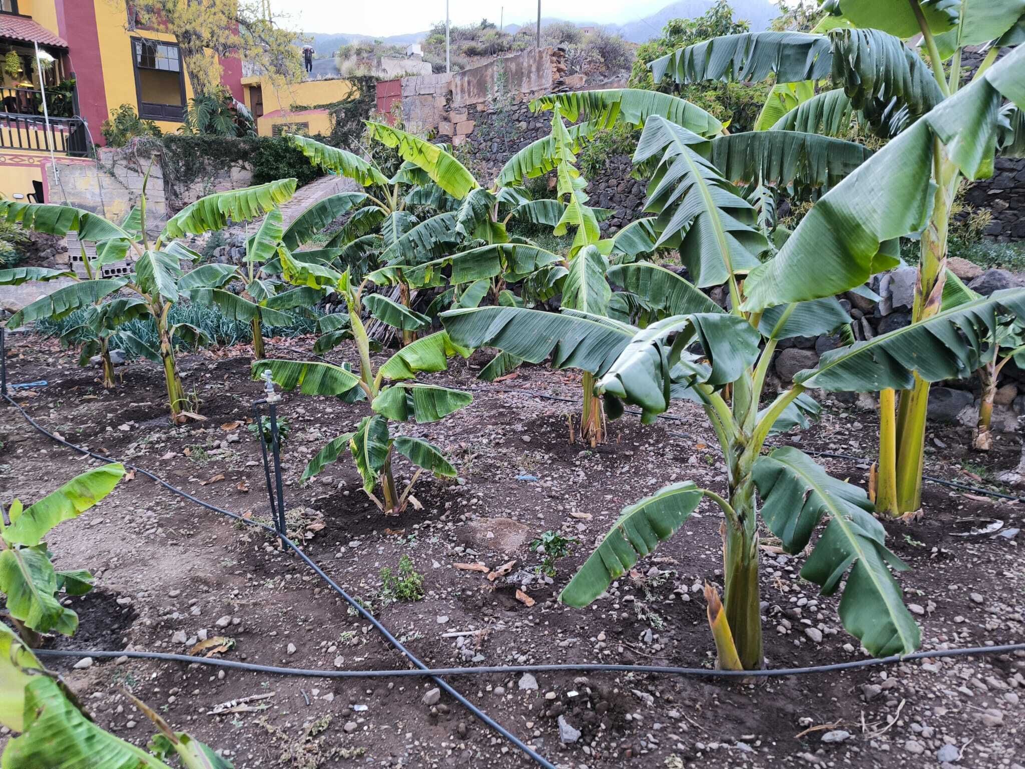 Eine Bananenplantage mit Reihen von Bananenstauden und felsigem Gelände.