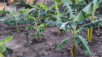 Eine Bananenplantage mit Reihen von Bananenstauden und felsigem Gelände.