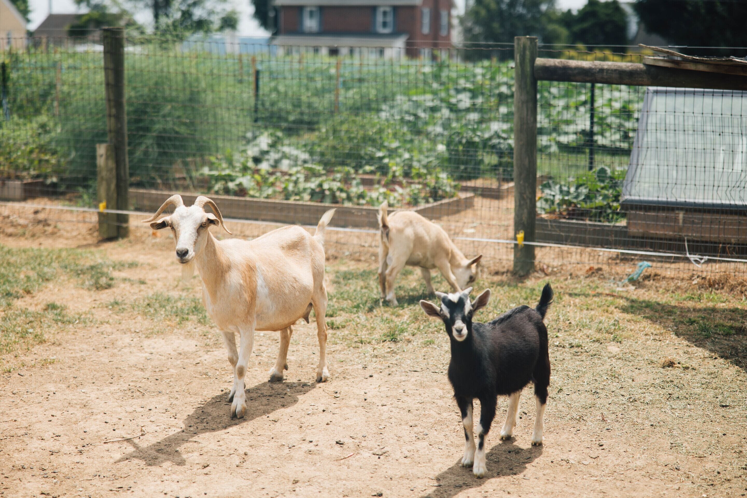 A fenced outdoor area with three goats standing on a dirt path.