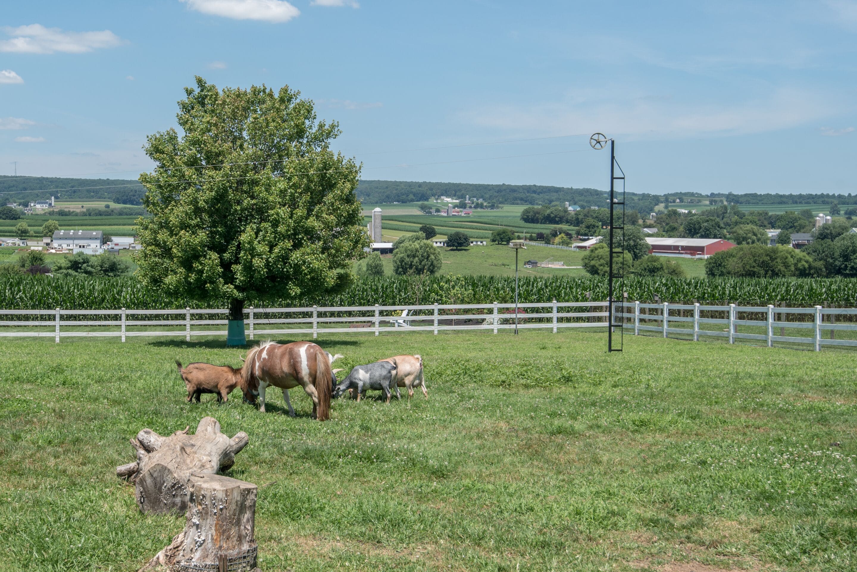 A rural landscape with a white fence, a large tree, and several horses grazing.