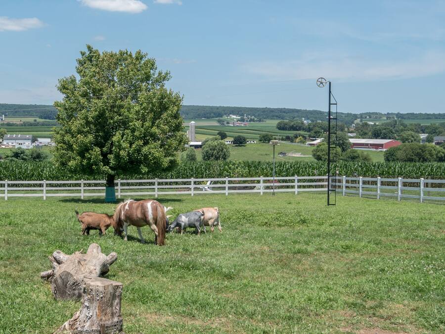 A rural landscape with a white fence, a large tree, and several horses grazing.