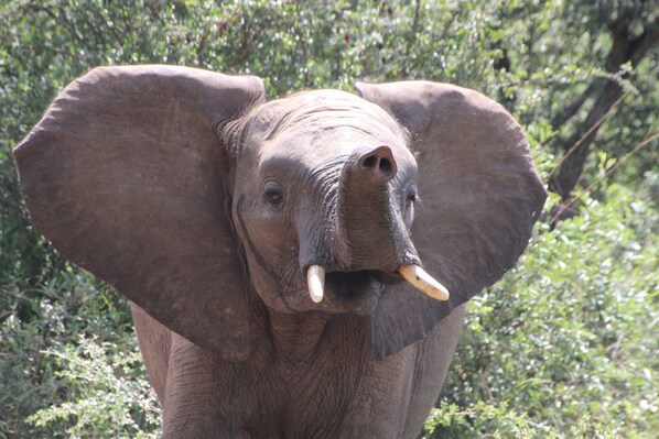 An elephant with large ears and tusks, surrounded by dense green foliage. - Baluleni Safari Lodge (Phalaborwa)