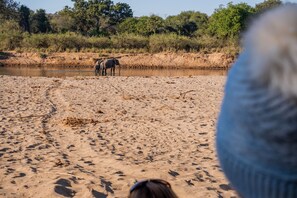Observação de animais selvagens