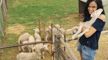 Guests can interact with friendly farm animals on this property.