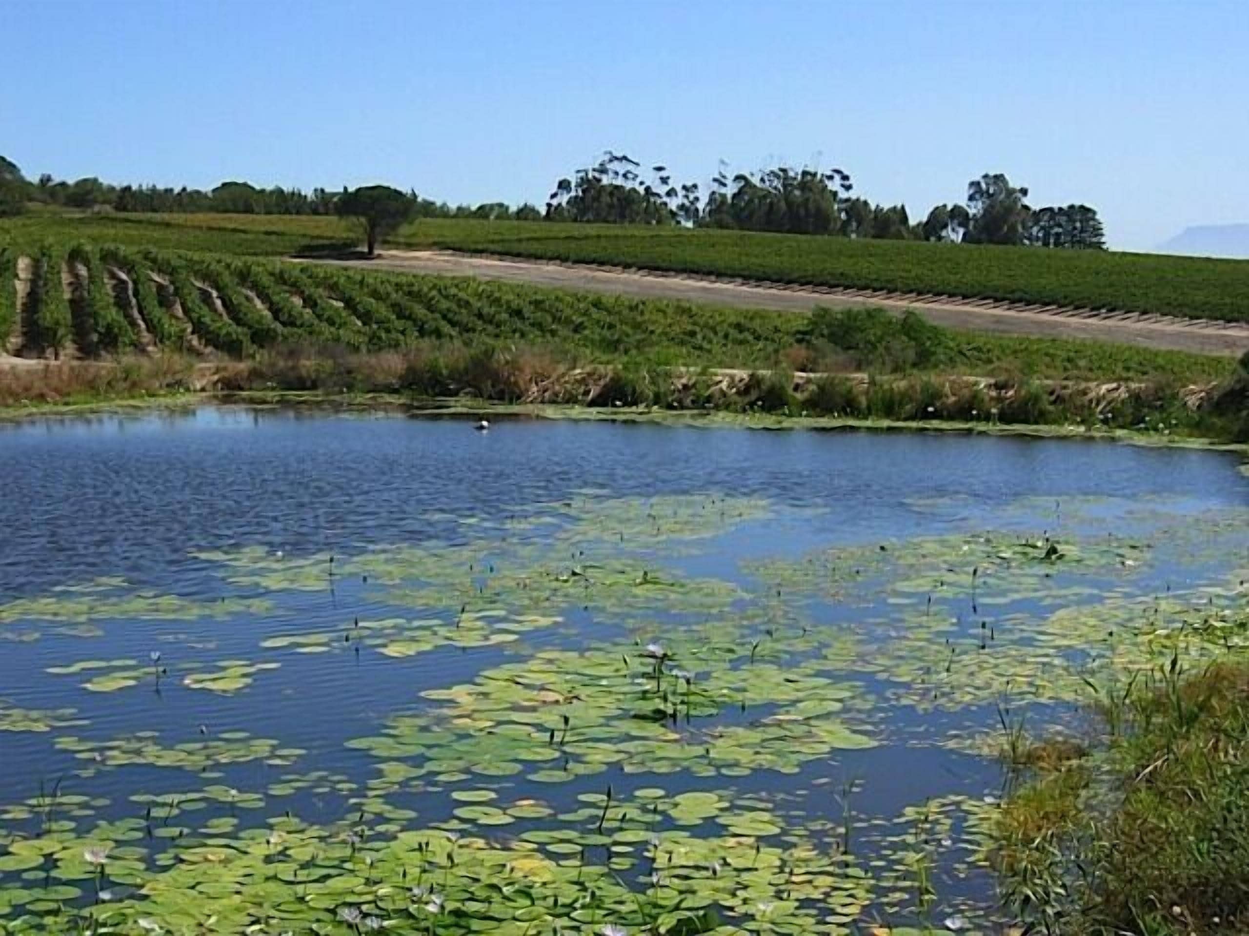 A pond with lily pads and a clear blue sky.