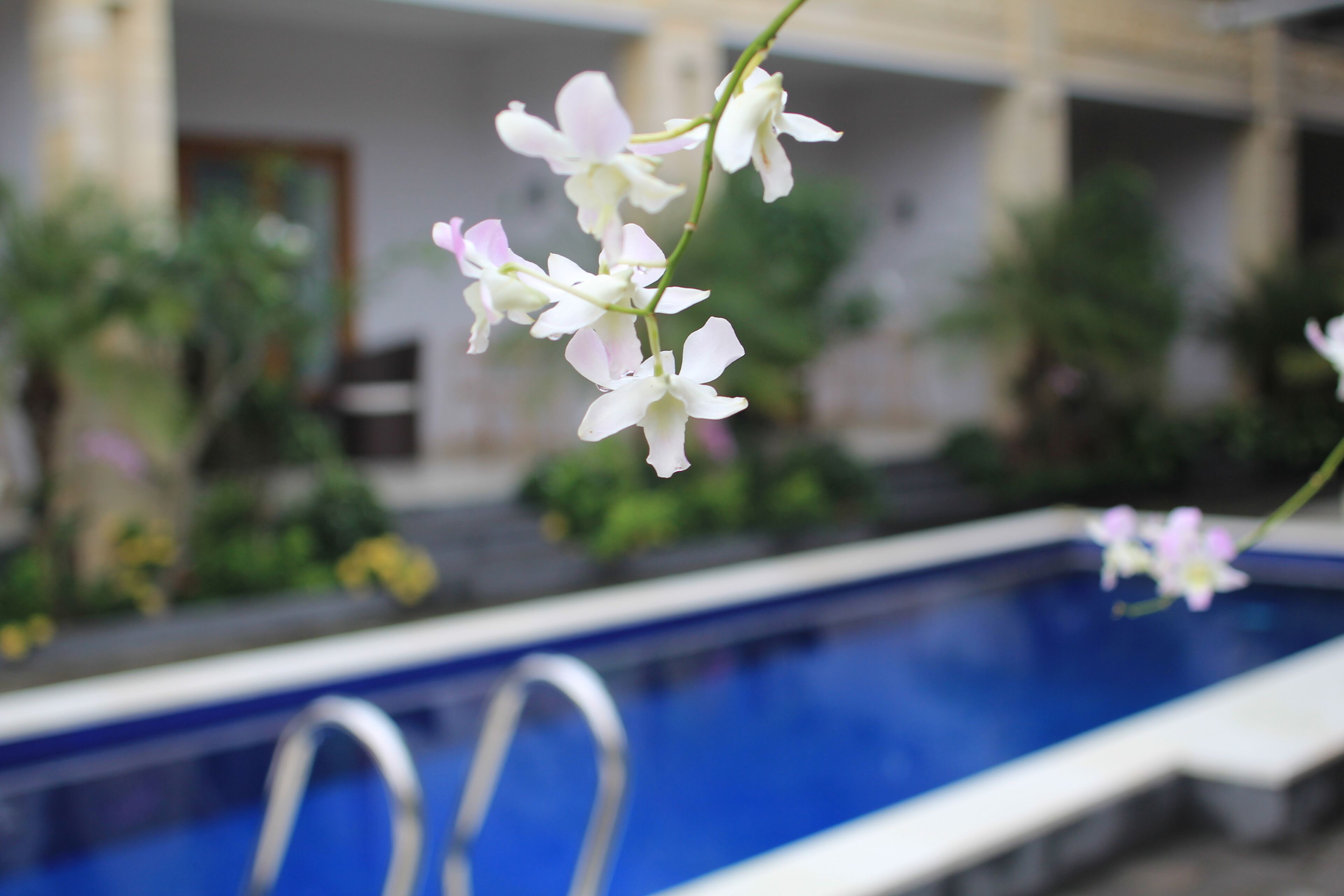 Un espace piscine offrant une vue dégagée sur le bord de la piscine et agrémenté d’un arrangement floral au premier plan.
