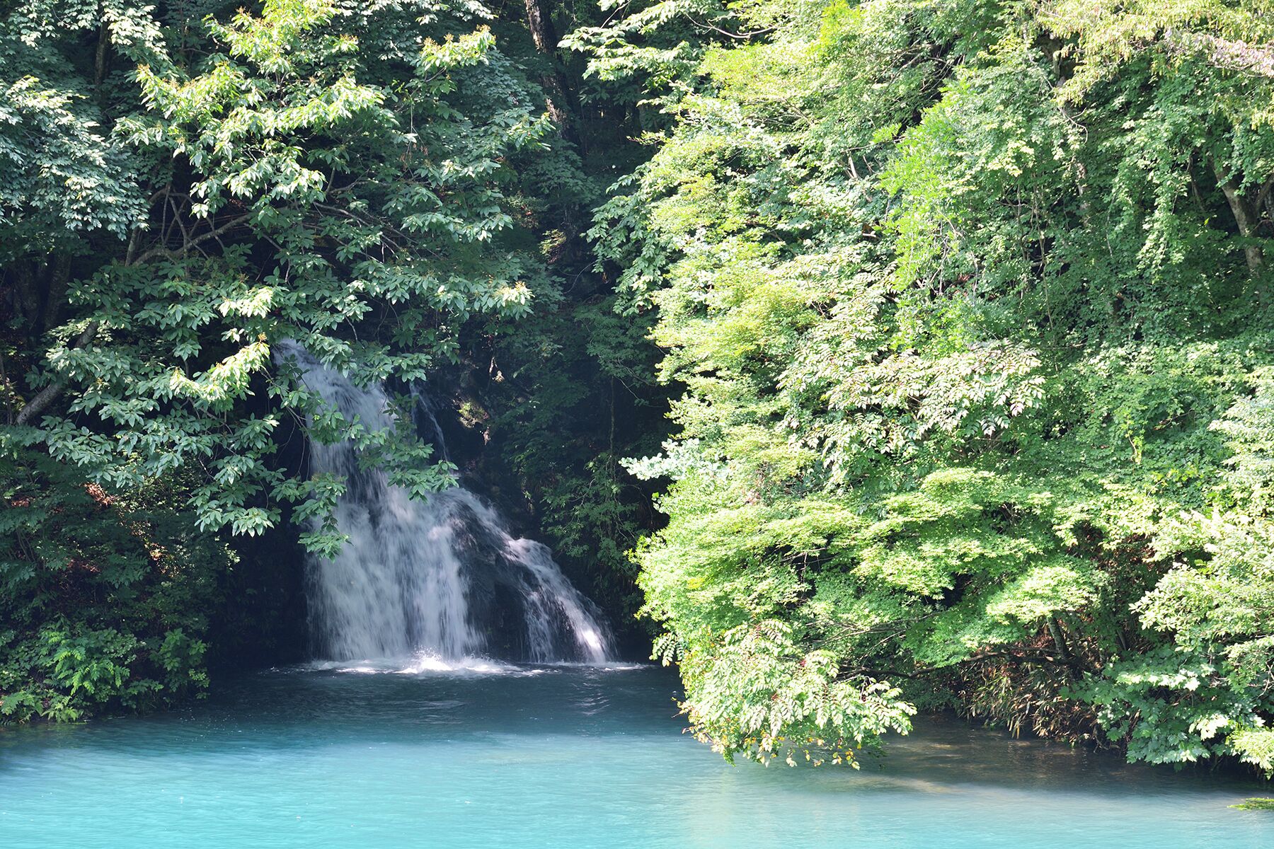 A waterfall surrounded by dense green foliage.