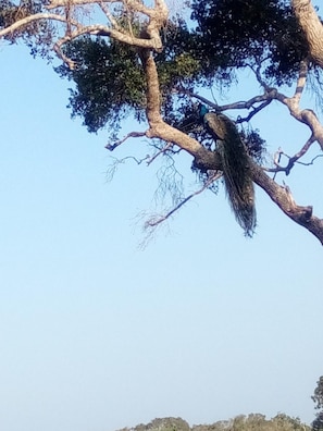 A tree with a hanging nest.
