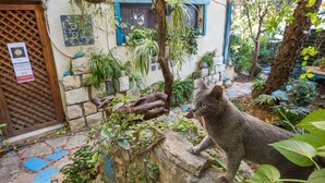 A courtyard with a stone wall, potted plants, and a cat. - Havaya Ba Nof (Rosh Pinna)