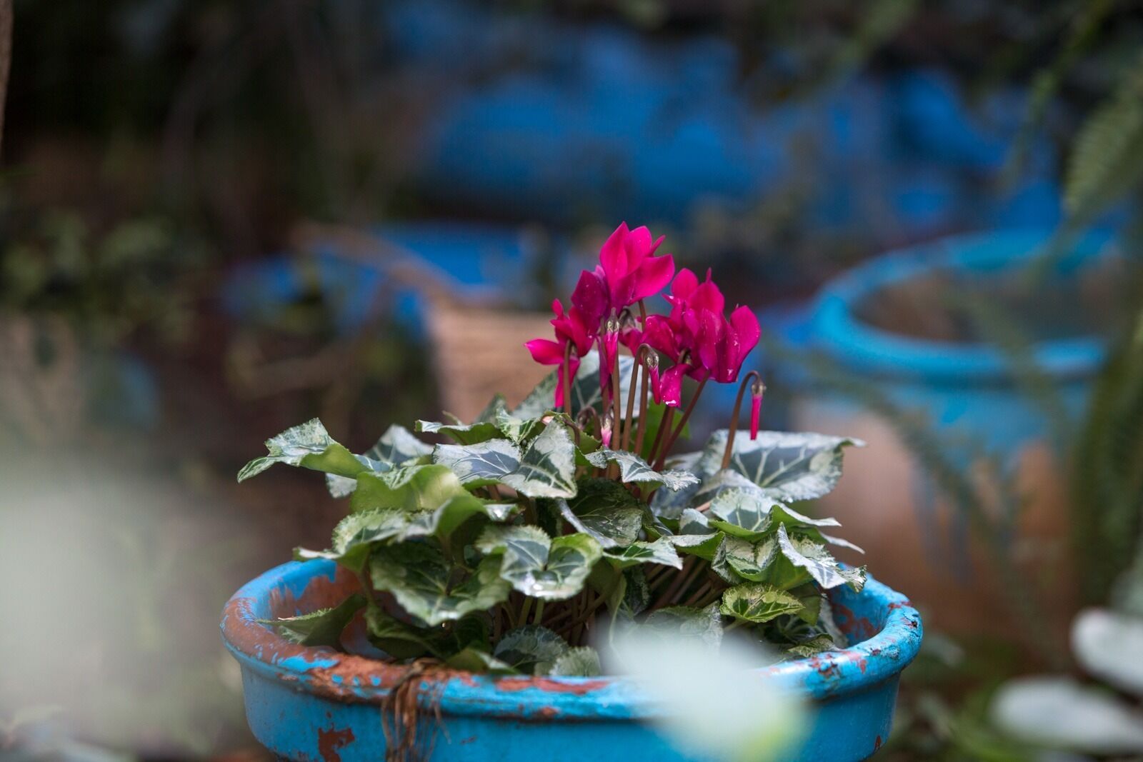A potted plant with pink flowers and variegated leaves in a blue pot.