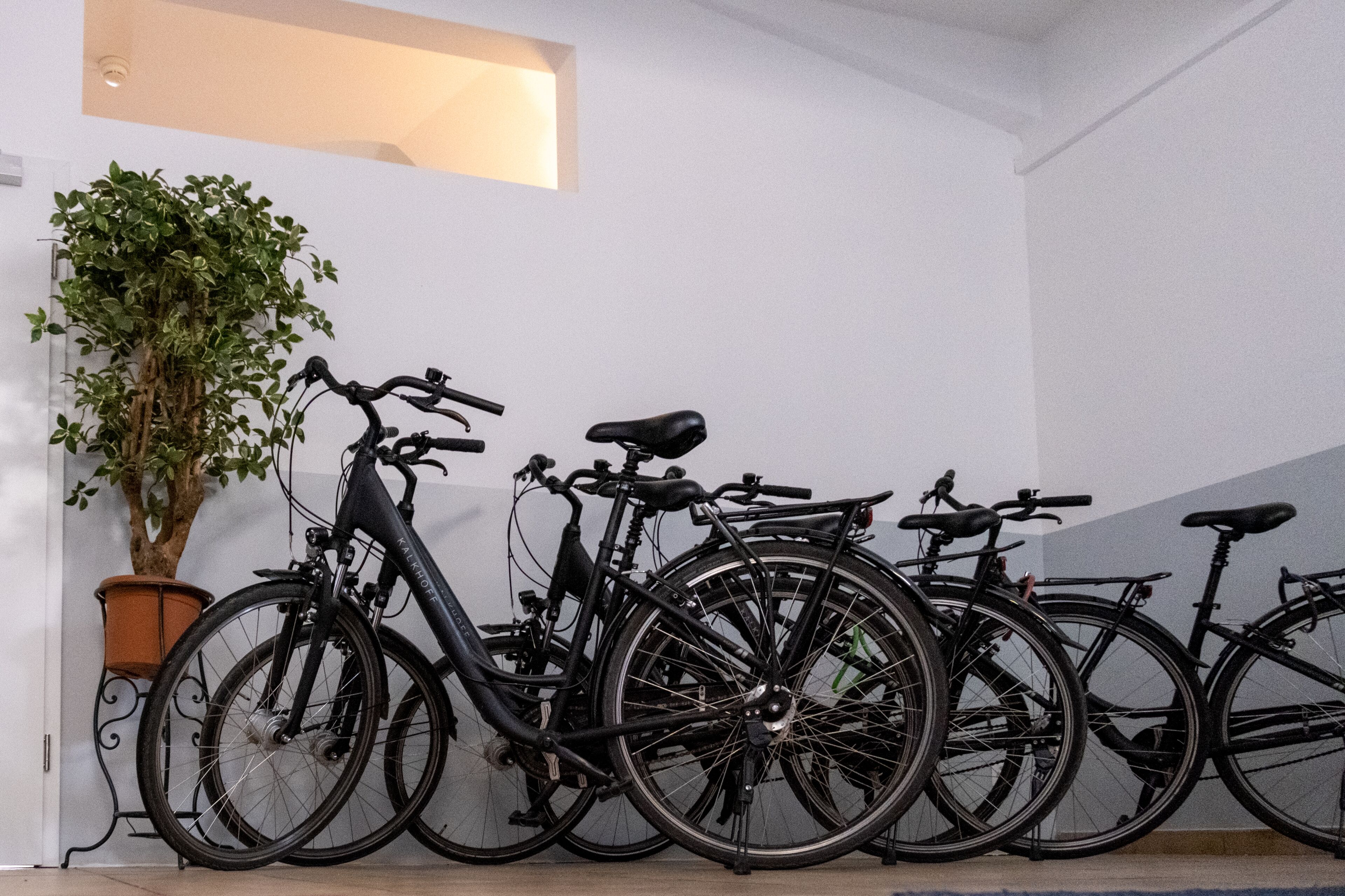 A row of bicycles parked against a wall with a potted plant beside them.