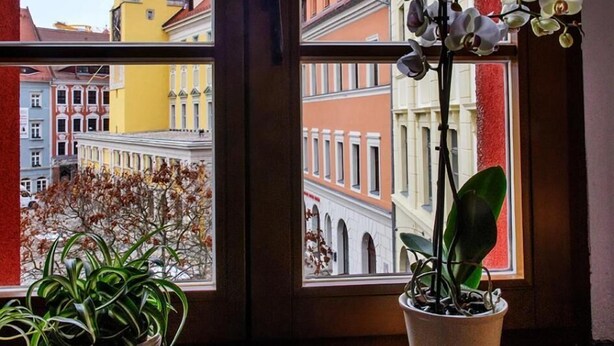 A window with two potted plants and a view of a yellow tower and buildings. - Zum Handtuch (Bautzen)