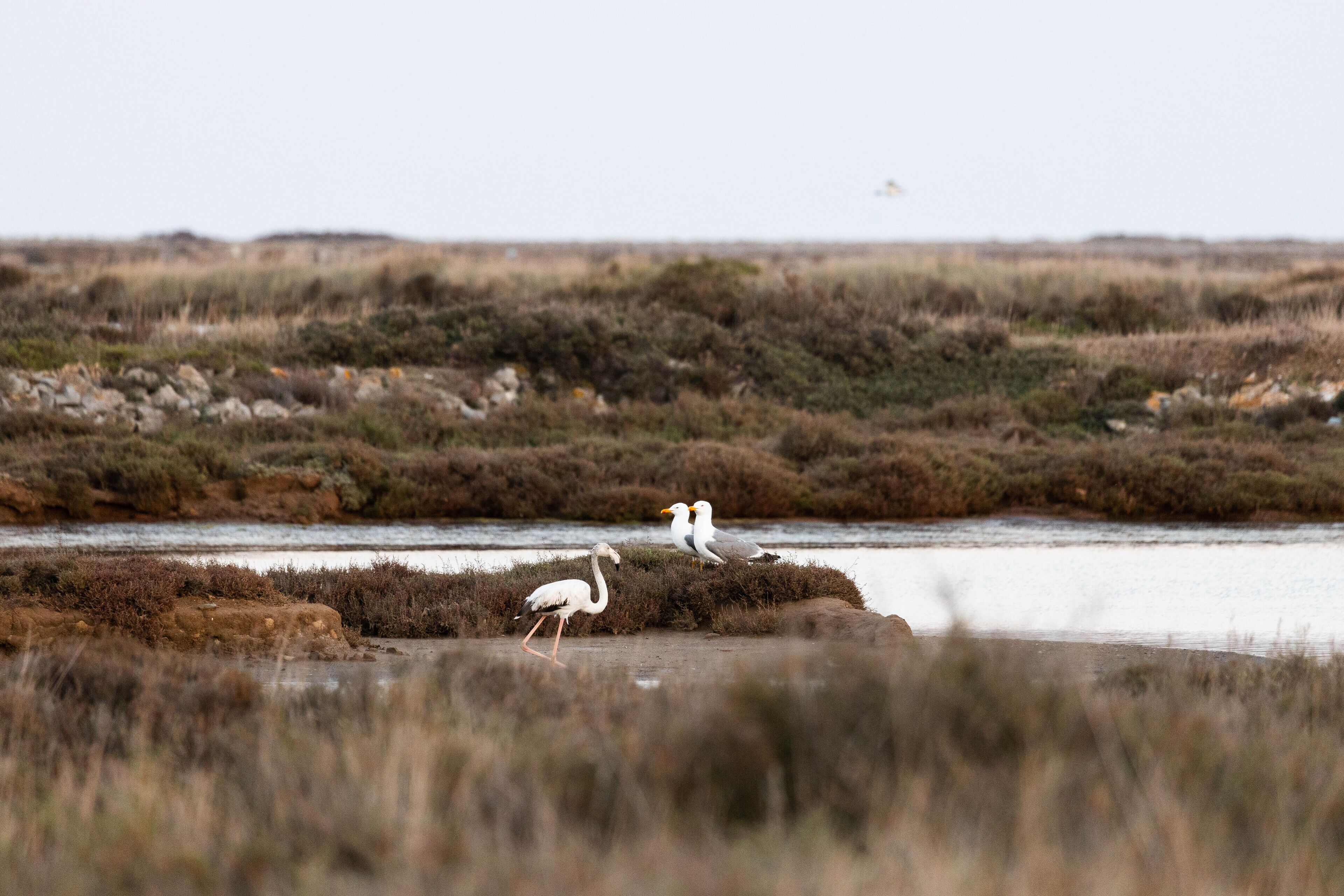 Two birds on a rocky outcrop near a body of water.