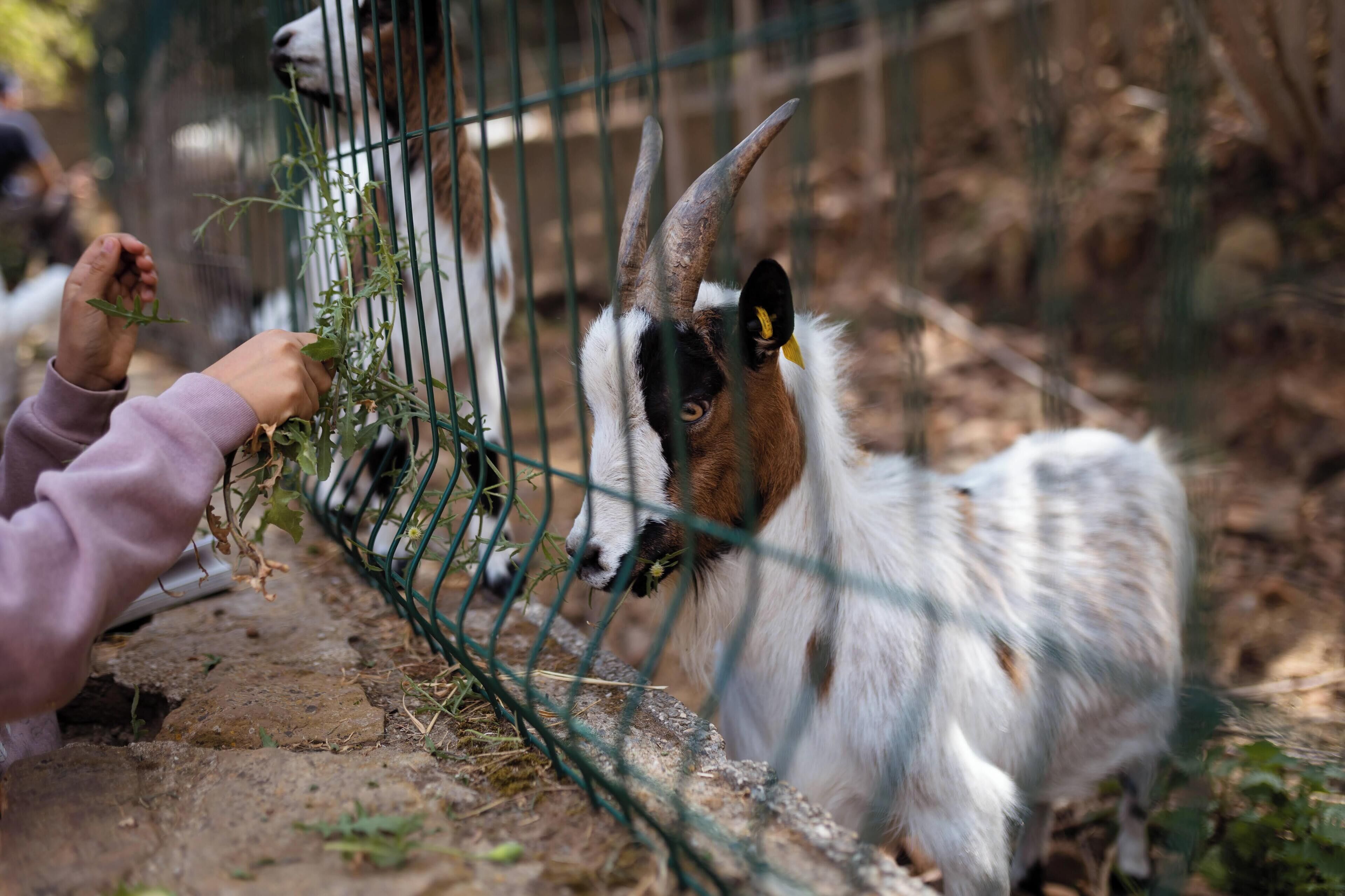 A person feeding a goat through a metal fence.