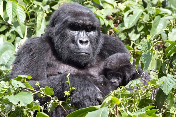 เดินป่า