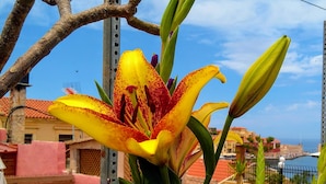 Un balcon donnant sur une ville côtière, avec une fleur jaune et violette au premier plan.