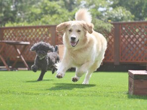 Pet-friendly amenities - Izu-Kogen Wan Wan Paradise Condominium (Ito)
