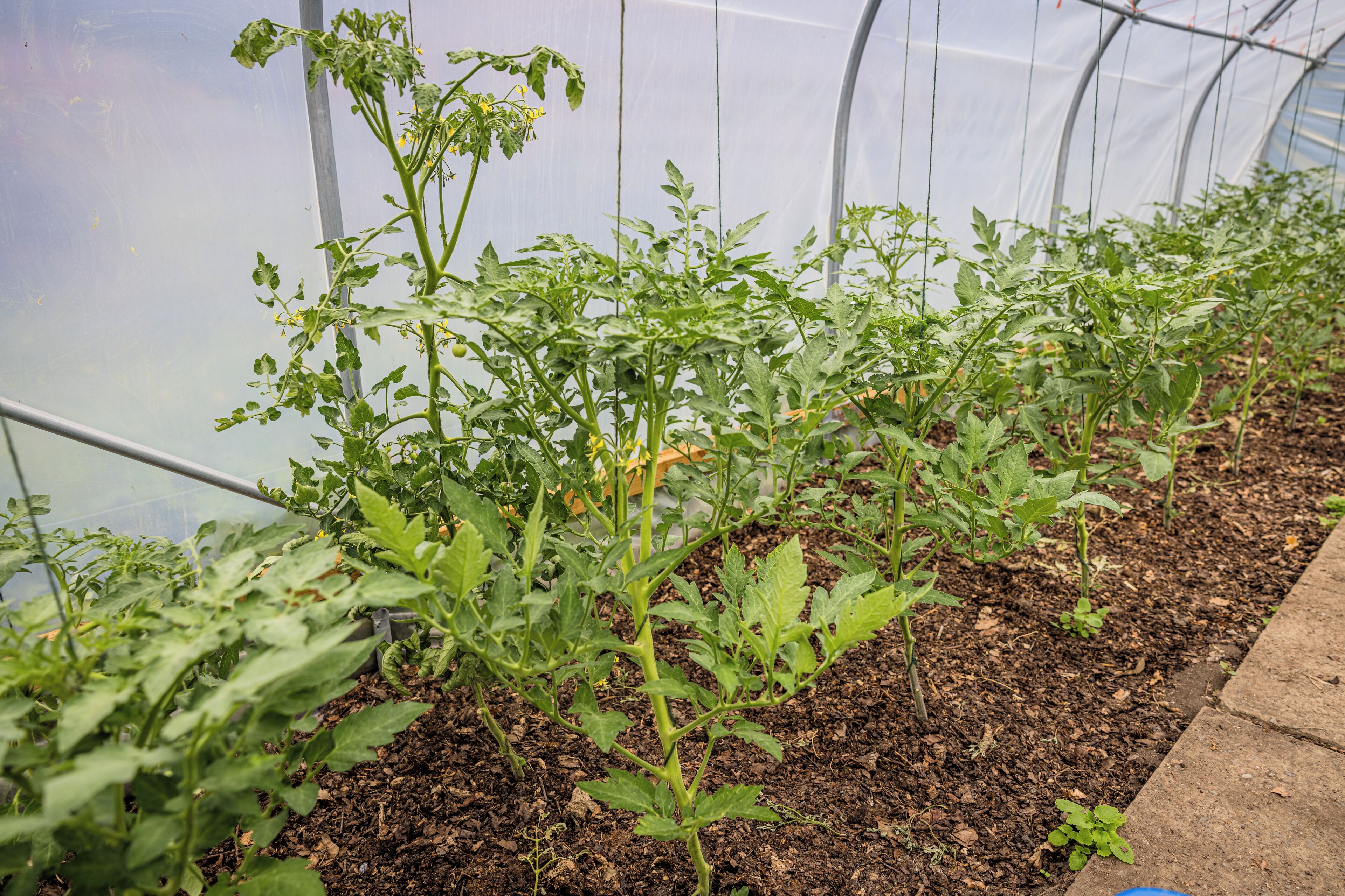 A greenhouse with rows of tomato plants.