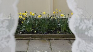 A garden bed with yellow daffodils and green foliage. - Inglestone House (Kelso)