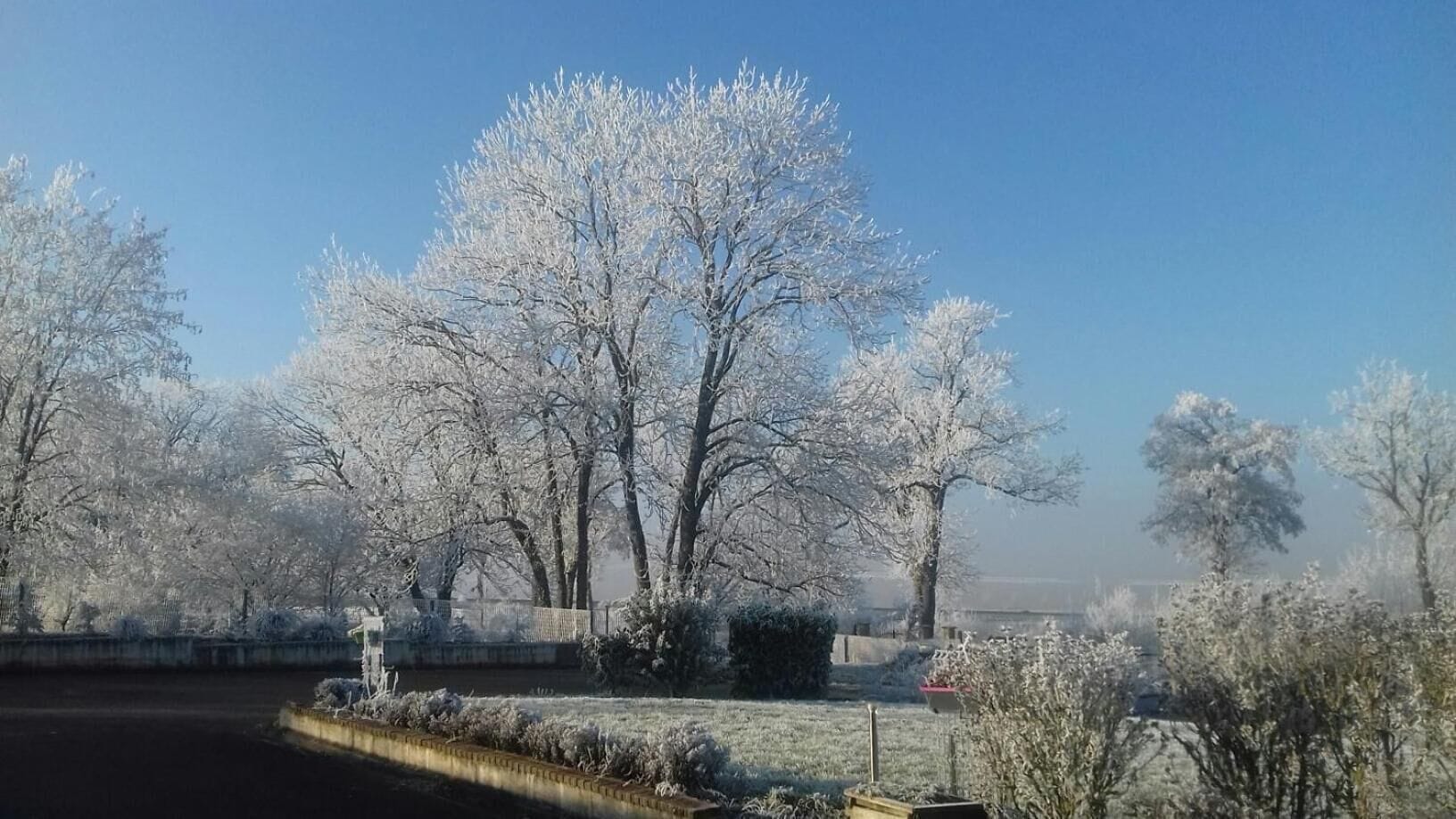Un parc où les arbres sont couverts de givre et où le ciel est dégagé.