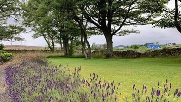 Un árbol grande en un campo con plantas de lavanda.