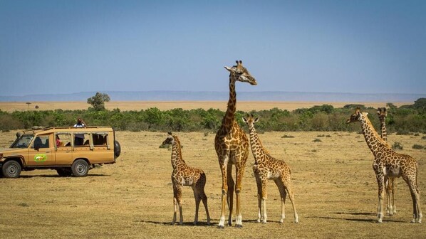 A safari vehicle with passengers observing giraffes in a dry savanna landscape.