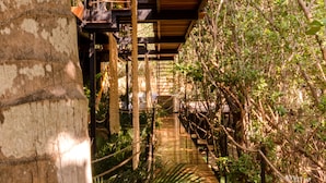A narrow pathway flanked by lush greenery and wooden structures, suggesting a tropical setting.