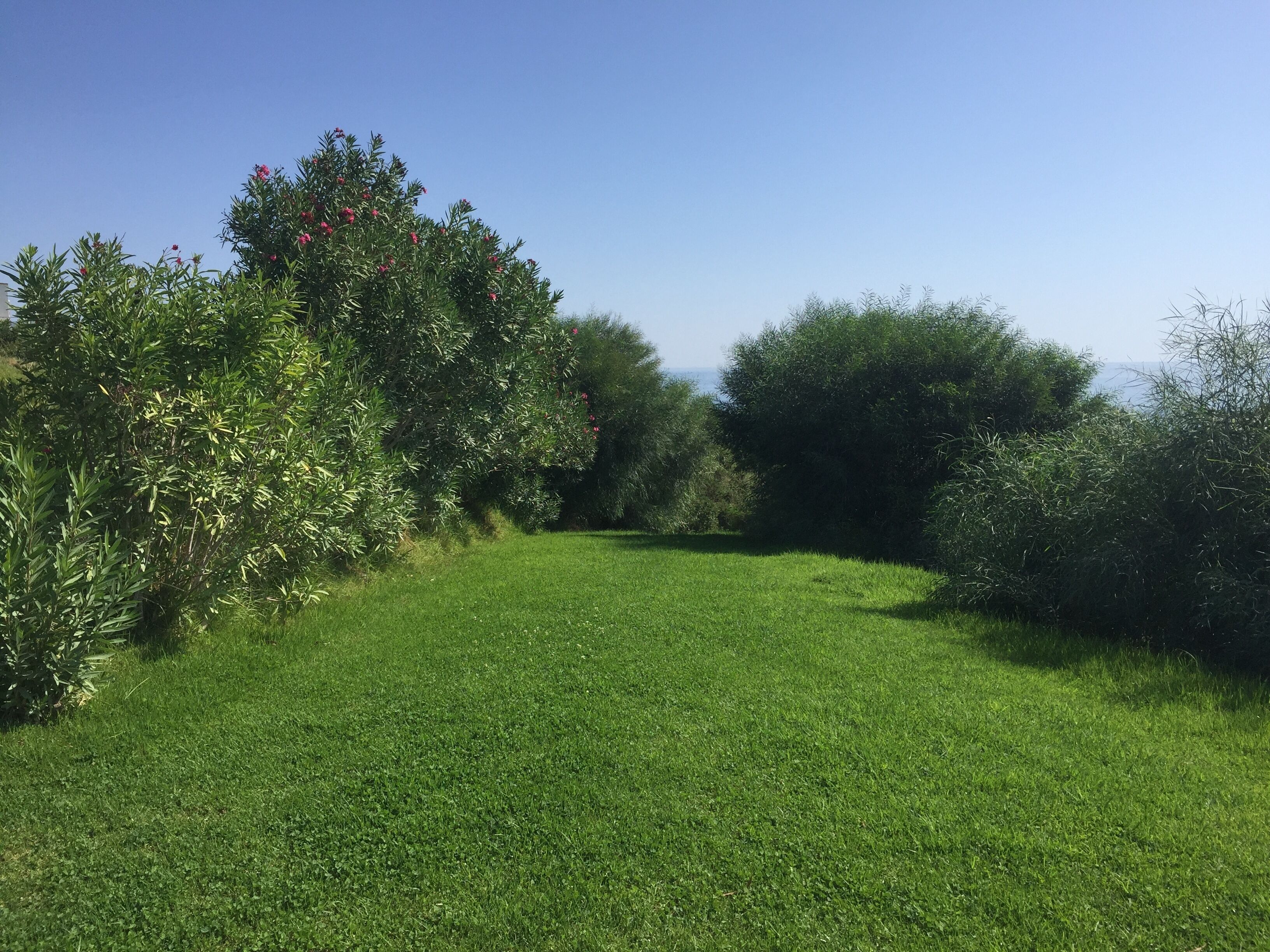Zona verde con arbustos y árboles frondosos, probablemente parte de un jardín o parque.