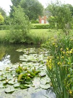 Um lago com nenúfares e flores amarelas, rodeado por vegetação exuberante e uma casa ao fundo.