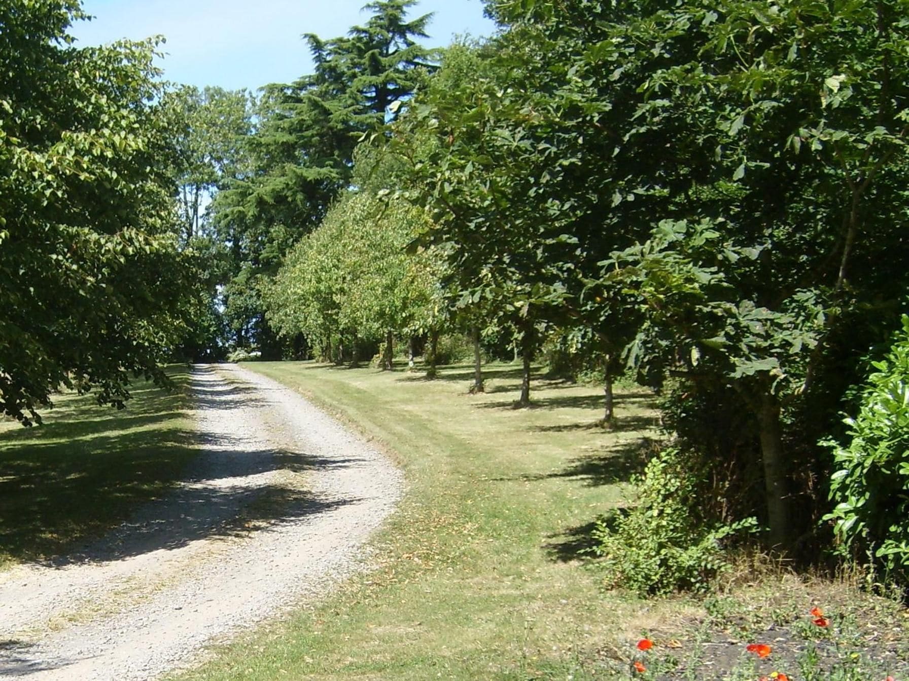 A gravel path surrounded by dense green foliage.