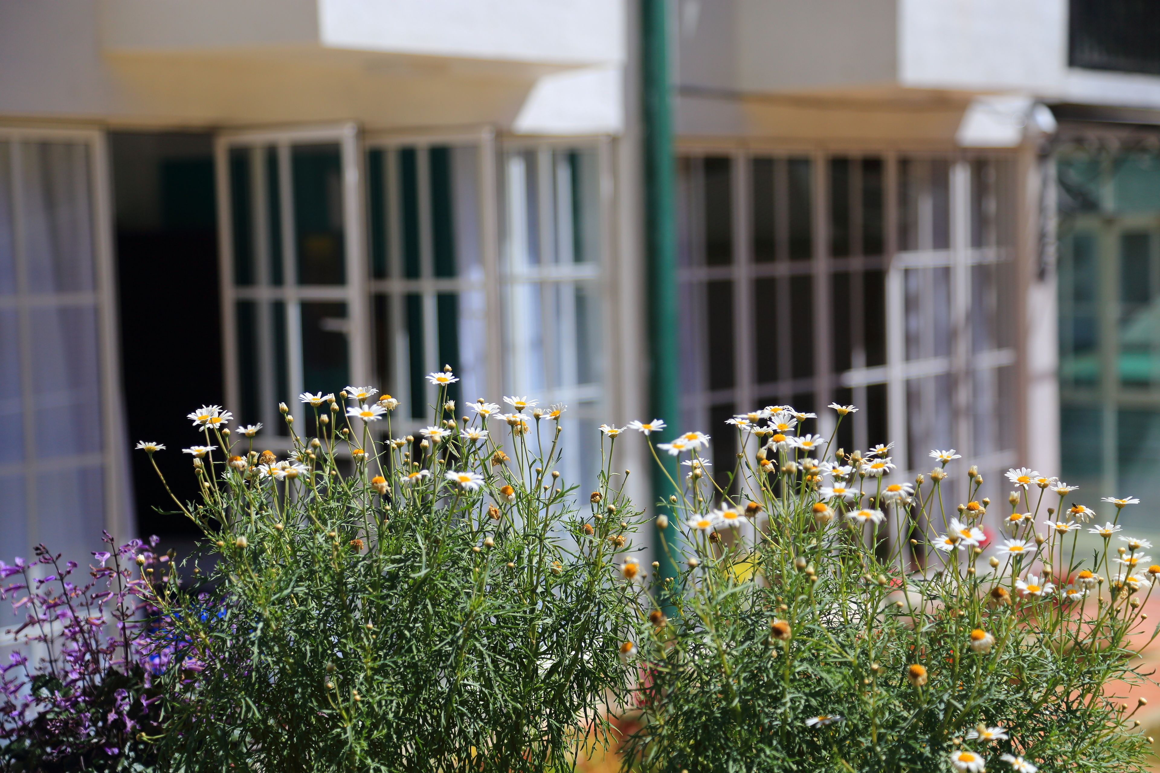 A garden with various flowers in front of a building with white railings and a green pillar.