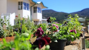 Ein Garten mit Kübelpflanzen und Blumen vor einem Haus mit grüner Dachbegrünung und weißen Wänden.