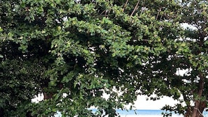 A grassy area with a bench and a tree, a clear sky, and a body of water in the background. - Oceania House (Home Island)